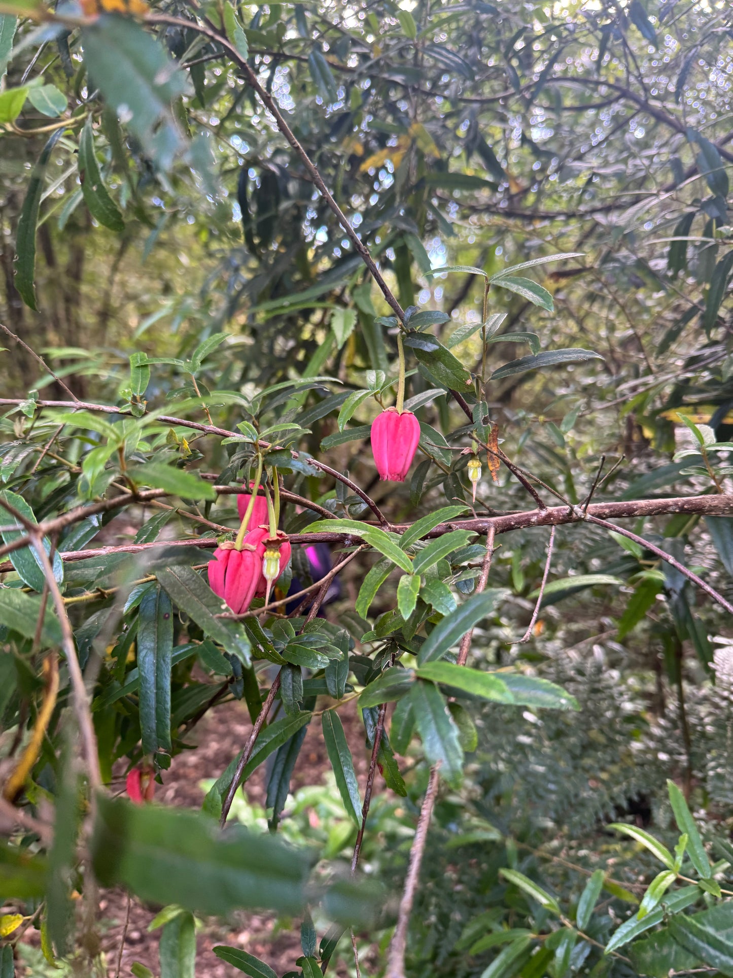 Guía de Especies Nativas Para tu Jardín - Sur de Chile