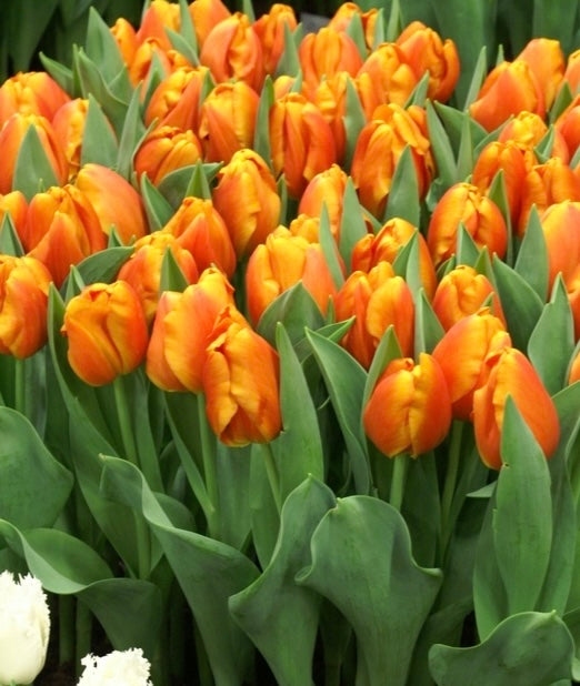 🌷 Bulbos de Tulipanes – Pack 20 Bulbos
