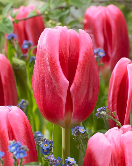 Bulbos de Tulipanes – Pack 10 bulbos