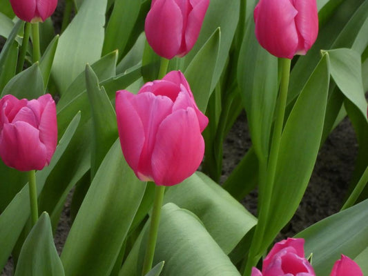 Bulbos de Tulipanes (unidad) - Mézclalos como quieras!