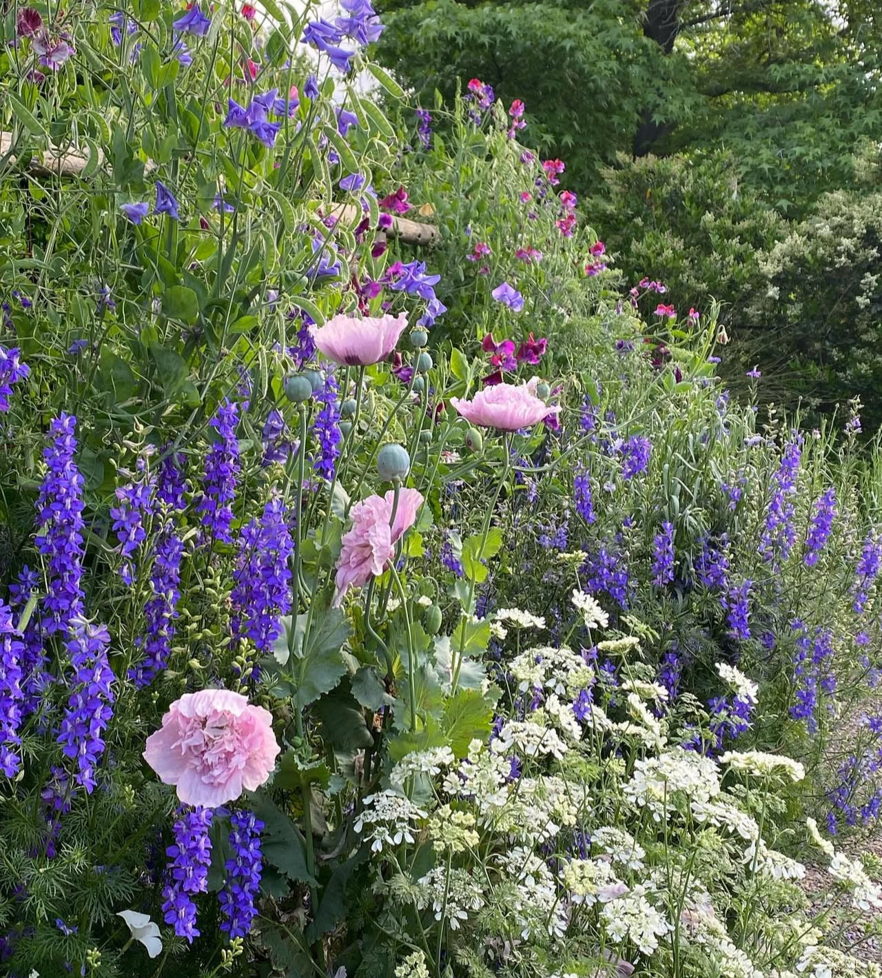 Curso On-Demand "Flores Anuales desde semilla"