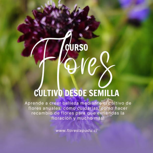 Curso On-Demand "Flores Anuales desde semilla"